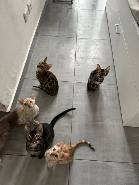 Cuccioli di Bengala  | Foto 1