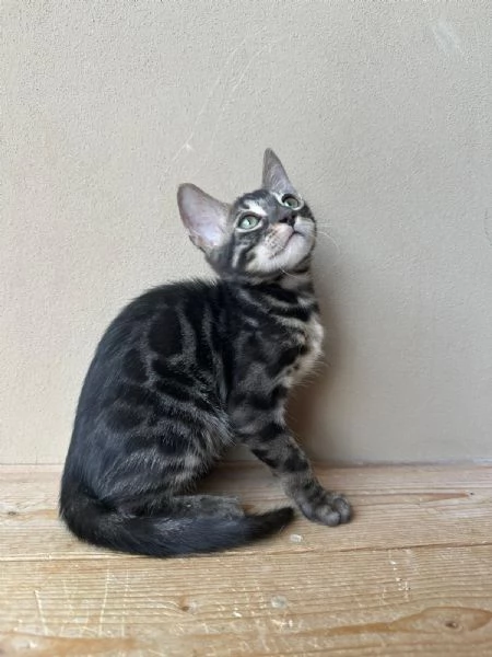 Cuccioli di Bengala  | Foto 0