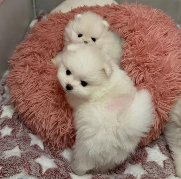 Cuccioli di Volpino Pomerania di razza pura, allegri e amanti del divertimento, pronti per la loro c | Foto 1