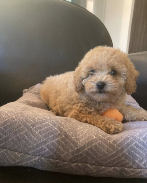  REGALO CUCCIOLO BARBONCINO TOY | Foto 0