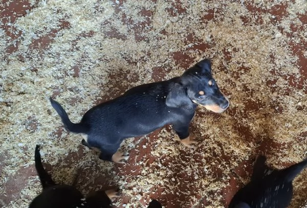 Cani da tartufo Grifo Nero Valnerino | Foto 2