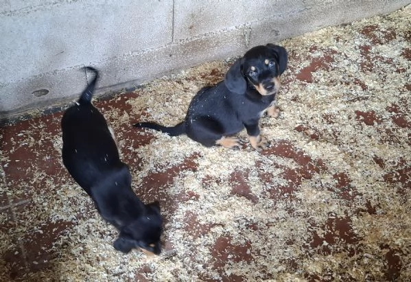 Cani da tartufo Grifo Nero Valnerino | Foto 1