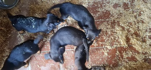 Cani da tartufo Grifo Nero Valnerino | Foto 0