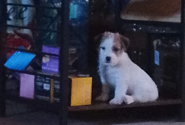 Cuccioli di jack Russell broken 