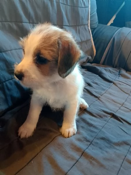 Cuccioli di jack Russell broken  | Foto 1
