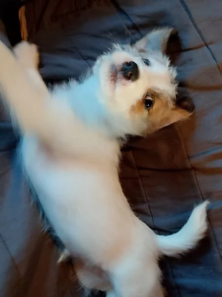 Cuccioli di jack Russell broken  | Foto 0