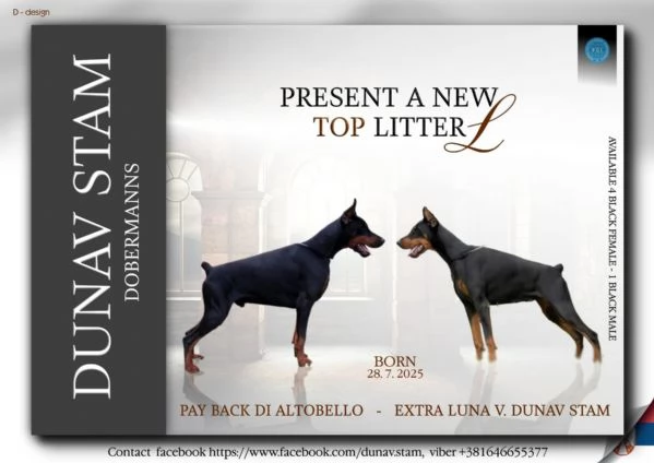 Doberman – Bellissimi Cuccioli