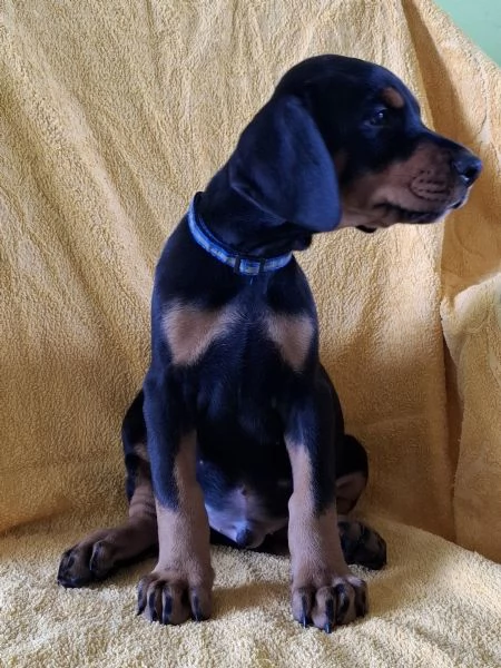 Doberman – Bellissimi Cuccioli | Foto 2