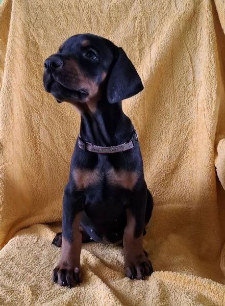 Doberman – Bellissimi Cuccioli | Foto 0