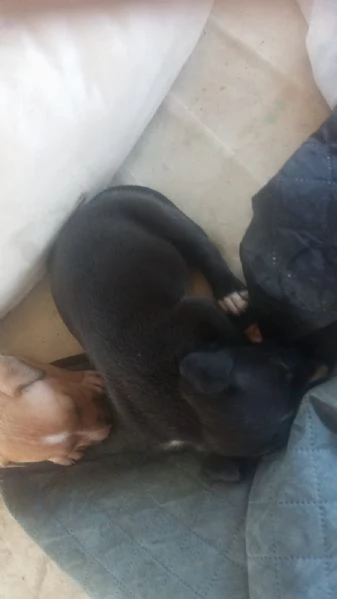 Vendo cucciolo di amstaff  | Foto 0