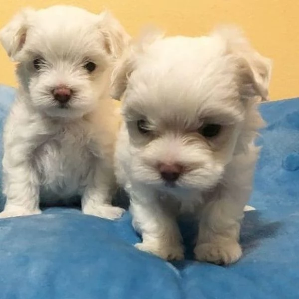 Cuccioli Maltese