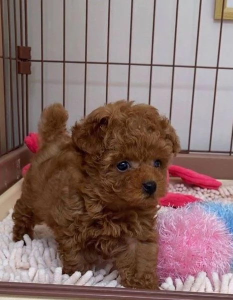  Barboncino Toy (cuccioli maschio e femmina) | Foto 0