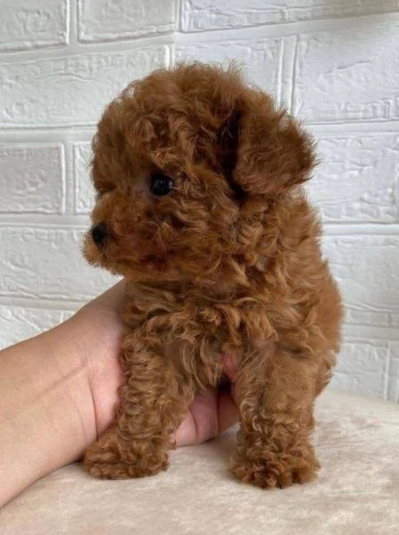  Barboncino Toy (cuccioli maschio e femmina)