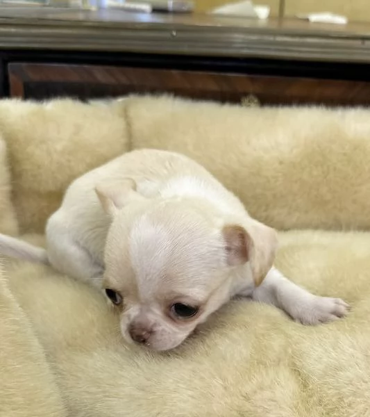 Chihuahua Toy (cuccioli maschio e femmina | Foto 1