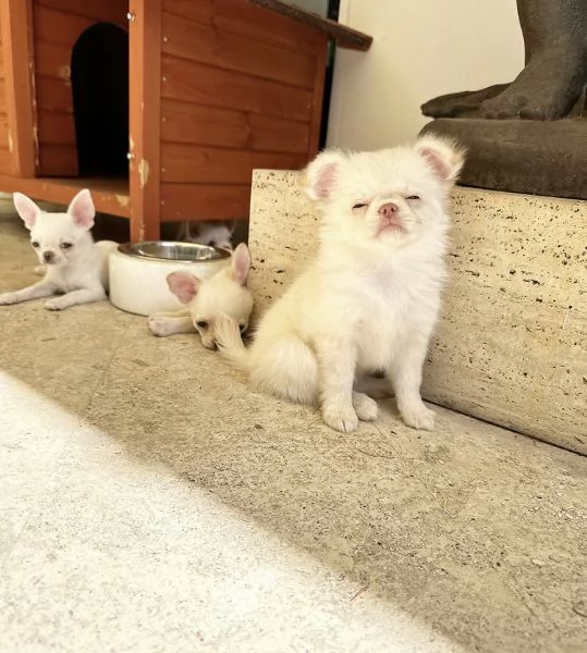 Chihuahua Toy (cuccioli maschio e femmina | Foto 0