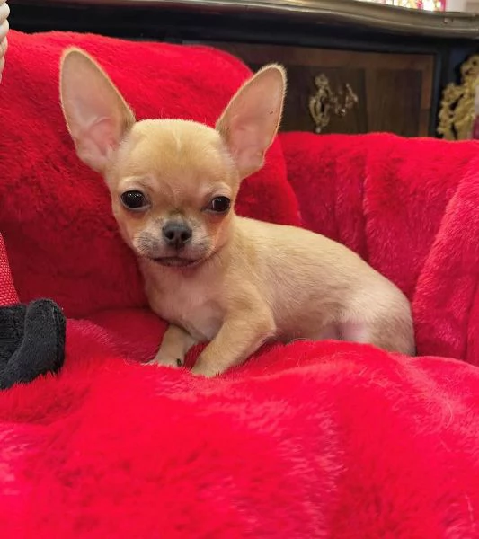 Chihuahua Toy (cuccioli maschio e femmina