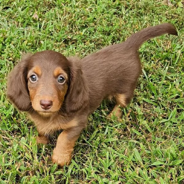 Bassotto nana (cuccioli maschio e femmina) | Foto 0