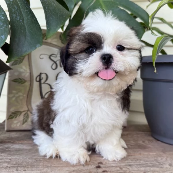  Shih Tzu Mini Toy (cuccioli maschio e femmina)