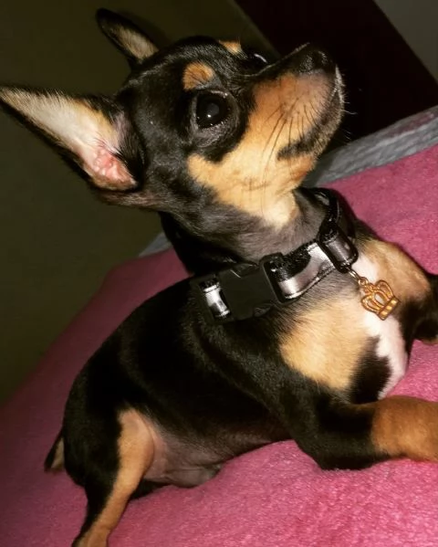  Pinscher Mini (cuccioli maschio e femmina) | Foto 1