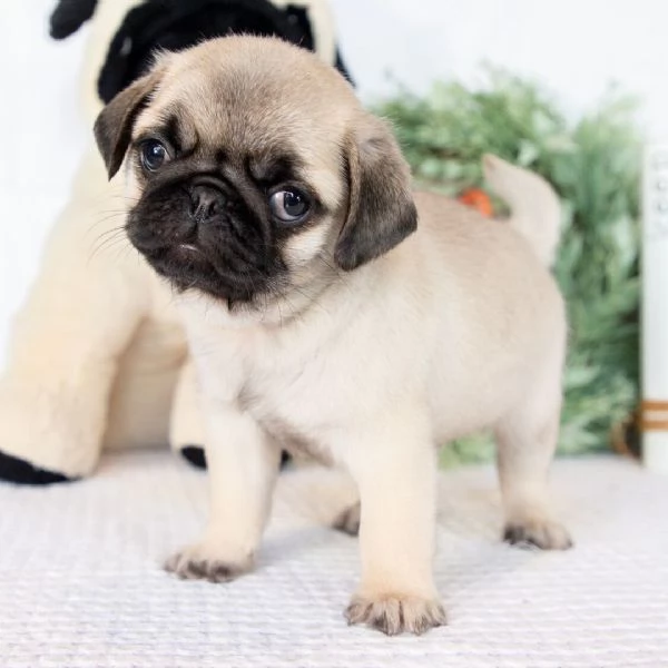 Carlino (Pug) (cuccioli maschio e femmina)