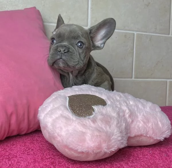  Bulldog Francese (cuccioli maschio e femmina) | Foto 0