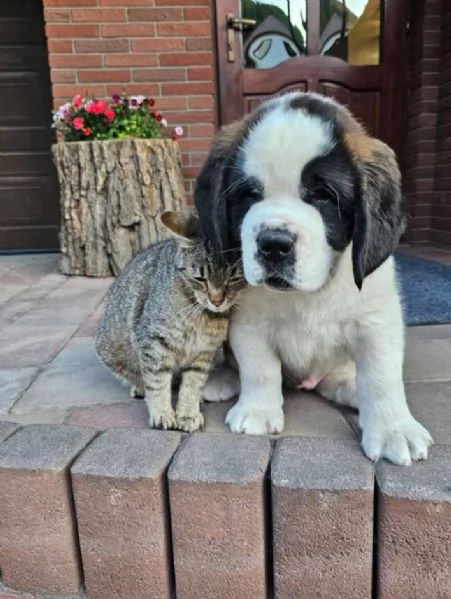San Bernardo (cuccioli maschio e femmina) | Foto 0