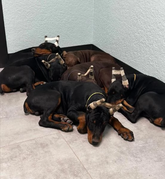 Doberman's (cuccioli maschio e femmina)