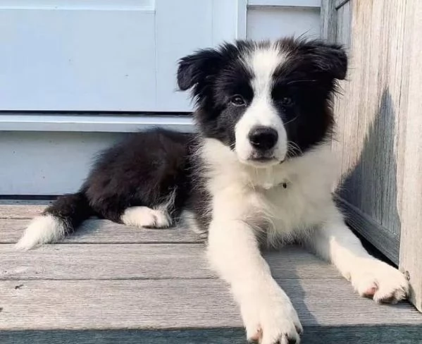 Border Collie (cuccioli maschio e femmina) | Foto 0