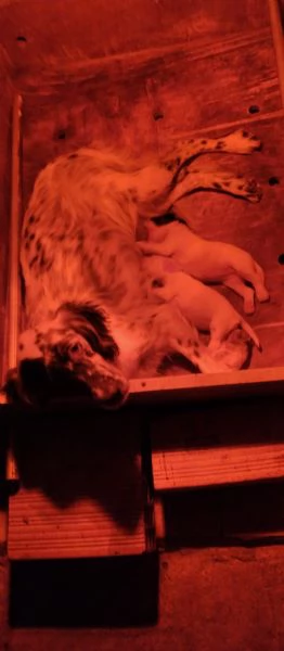 Setter inglese  | Foto 0