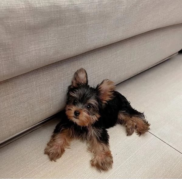 Yorkshire Terrier (cuccioli maschio e femmina) | Foto 0