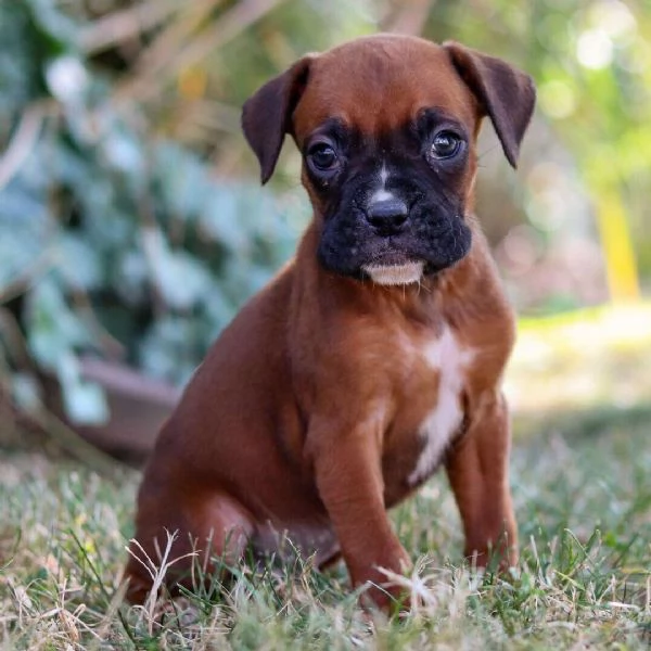 Boxer (cuccioli maschio e femmina) | Foto 0