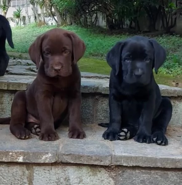  Labrador Retriever (cuccioli maschio e femmina)