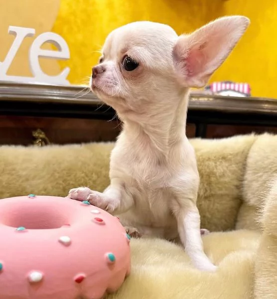  Chihuahua Toy (cuccioli maschio e femmina) | Foto 0