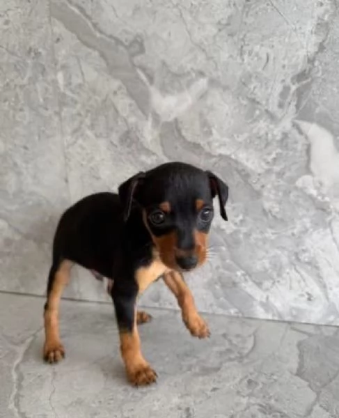 Pinscher Mini (cuccioli maschio e femmina) | Foto 0