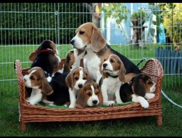 Beagle (cuccioli maschio e femmina) | Foto 1