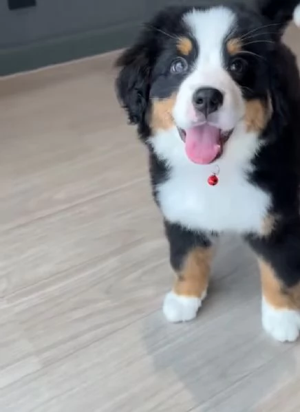 Bernese maointain dog  (cuccioli maschio e femmina) | Foto 0