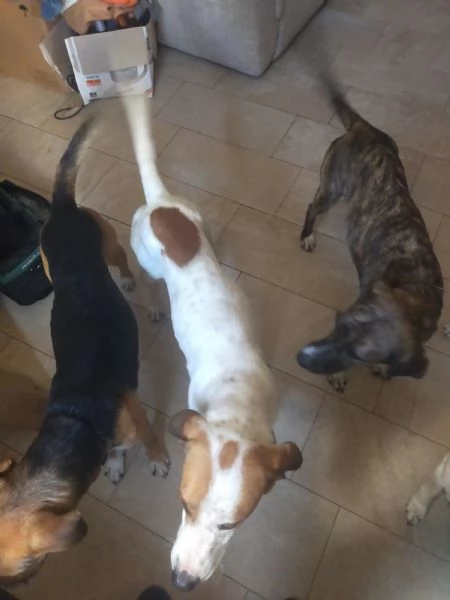 Cani di taglia media 