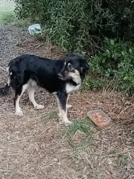 Dolce Candy in adozione  | Foto 1