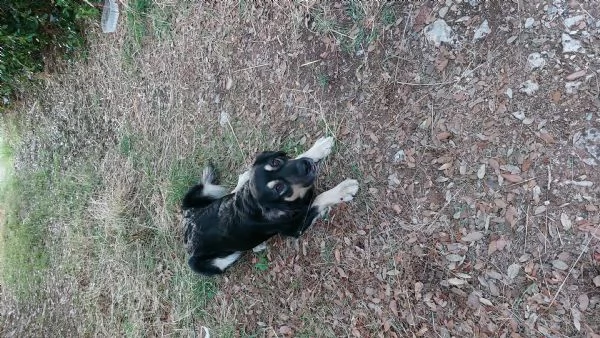 Dolce Candy in adozione  | Foto 0