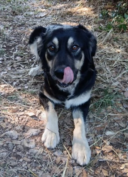 Dolce Candy in adozione 