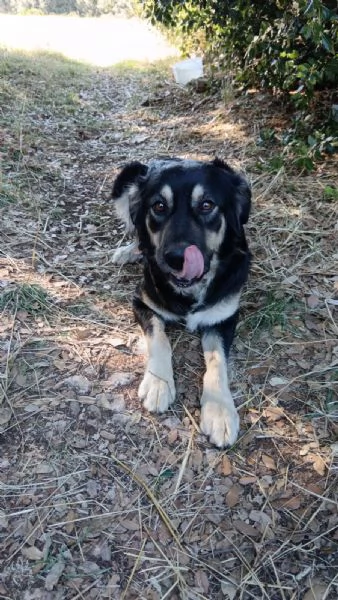 Adozione per Candy, dolce cagnolina