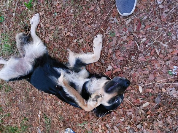 Adozione per Candy, dolce cagnolina | Foto 2