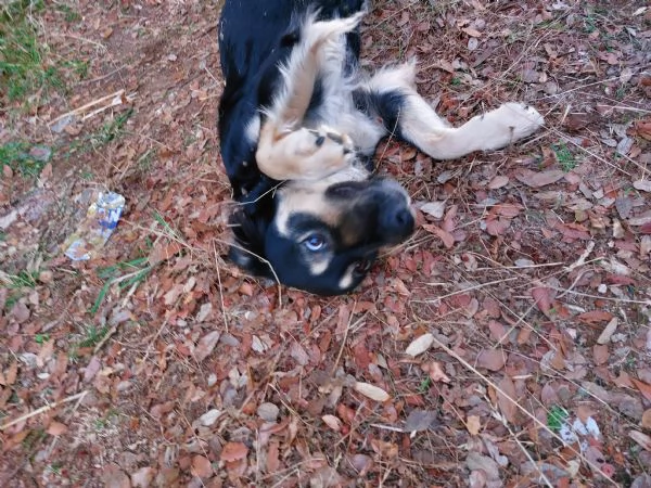 Adozione per Candy, dolce cagnolina | Foto 1