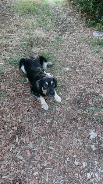 Adozione per Candy, dolce cagnolina | Foto 0