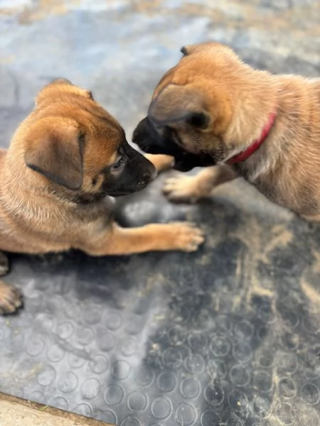 Cuccioli di Pastore Belga Malinois 