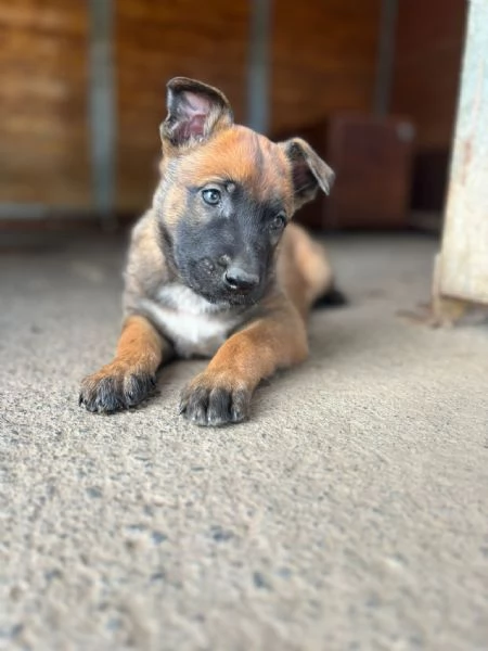 Cuccioli di Pastore Belga Malinois  | Foto 5