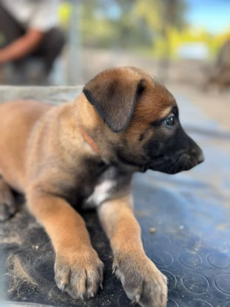 Cuccioli di Pastore Belga Malinois  | Foto 4
