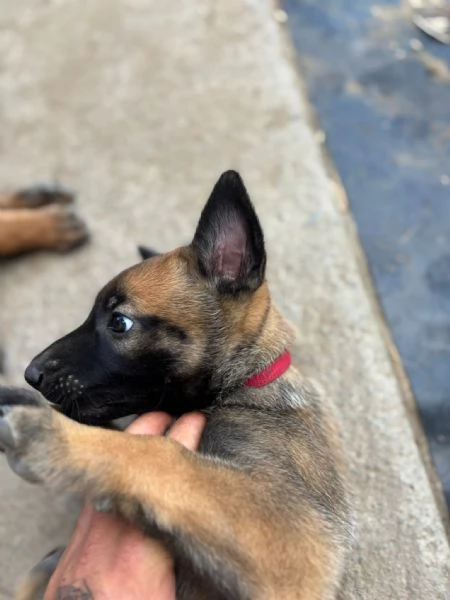 Cuccioli di Pastore Belga Malinois  | Foto 3