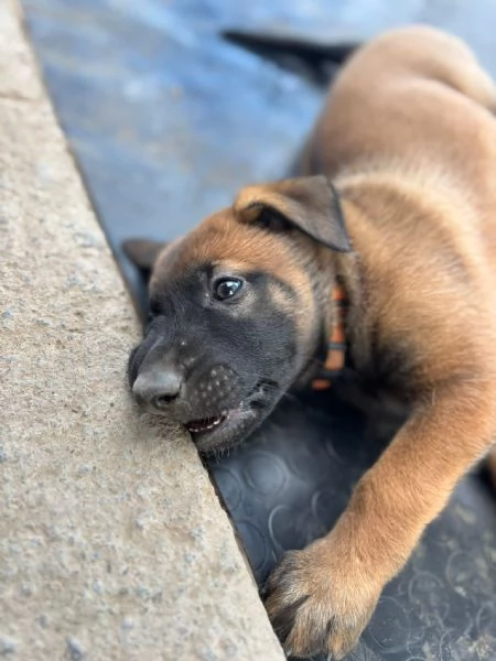Cuccioli di Pastore Belga Malinois  | Foto 2