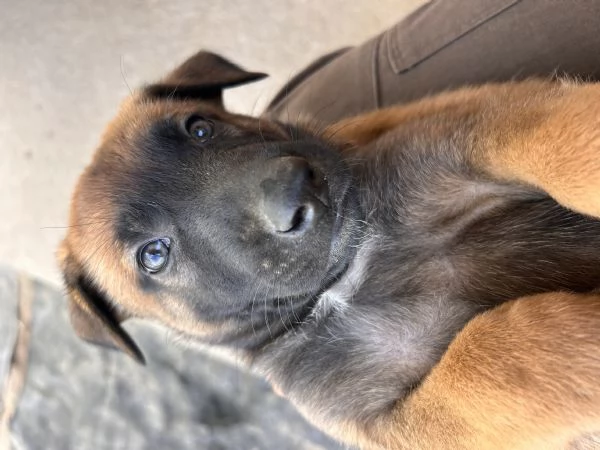 Cuccioli di Pastore Belga Malinois  | Foto 0